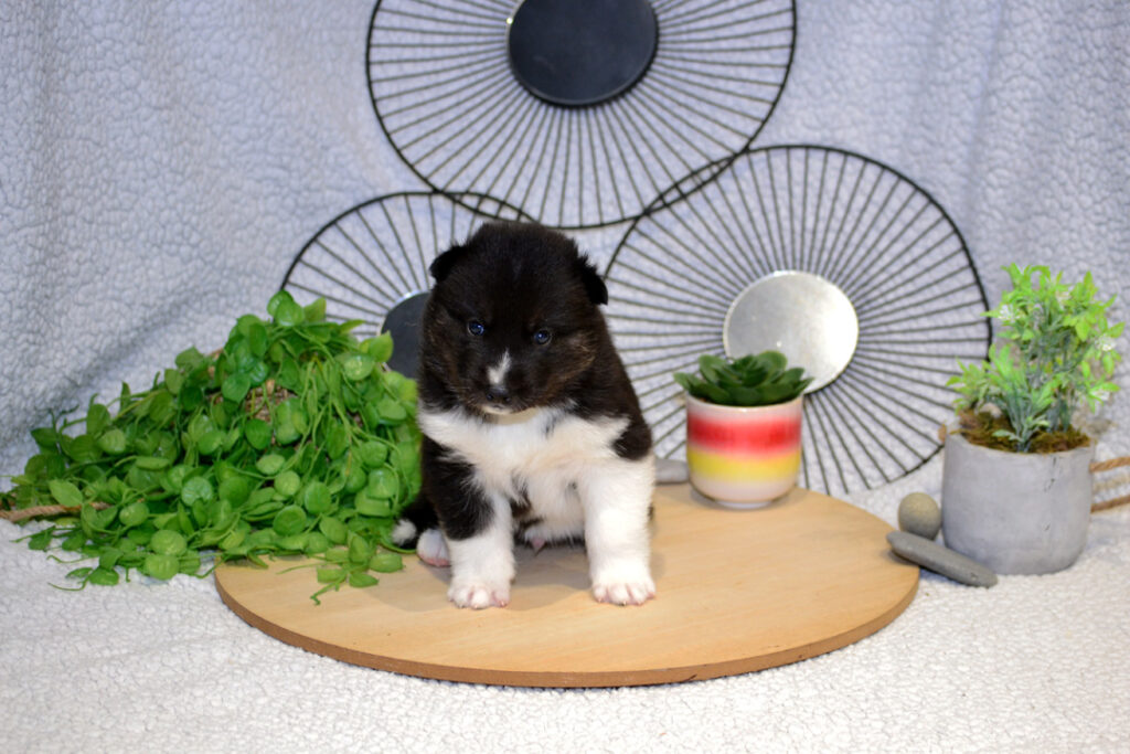 Image de Vagabond - Chiot husky noir agouti