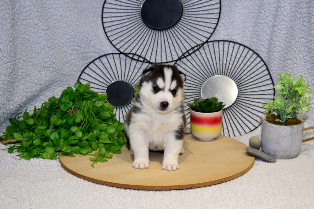 Photo d'Apollon husky noir et blanc de trois semaines